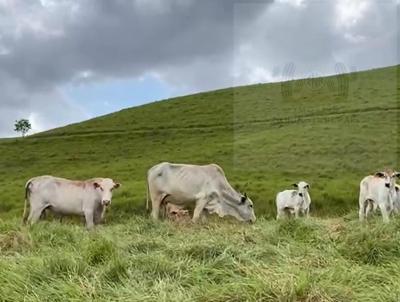 Fazenda para Venda, em Barreiros, bairro Zona Rural